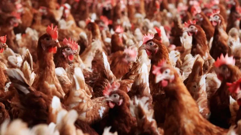 china-suspende-importacoes-de-frango-do-brasil-apos-caso-de-gripe-aviaria