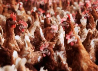 china-suspende-importacoes-de-frango-do-brasil-apos-caso-de-gripe-aviaria