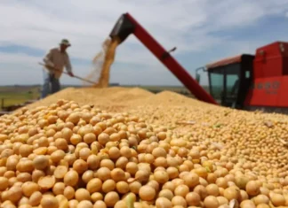 china-registra-recorde-de-compras-de-soja:-o-impacto-para-o-brasil-e-o-mercado-global