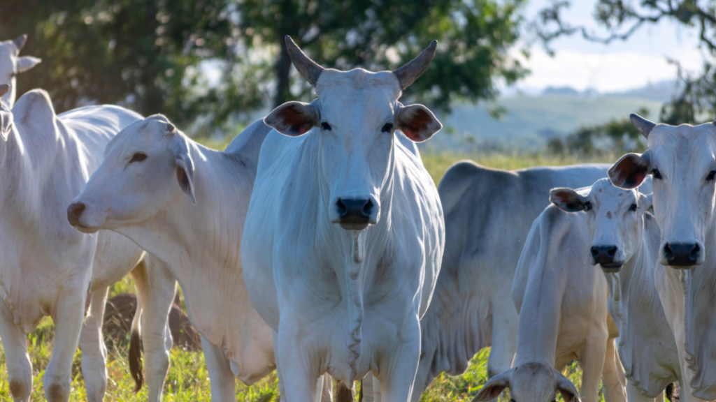 china-e-mexico-enviam-missoes-ao-brasil-em-busca-de-carnes