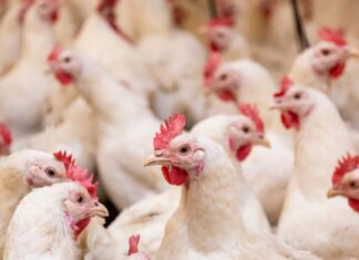 china-comenta-sobre-possivel-retomada-das-importacoes-de-frango-do-brasil