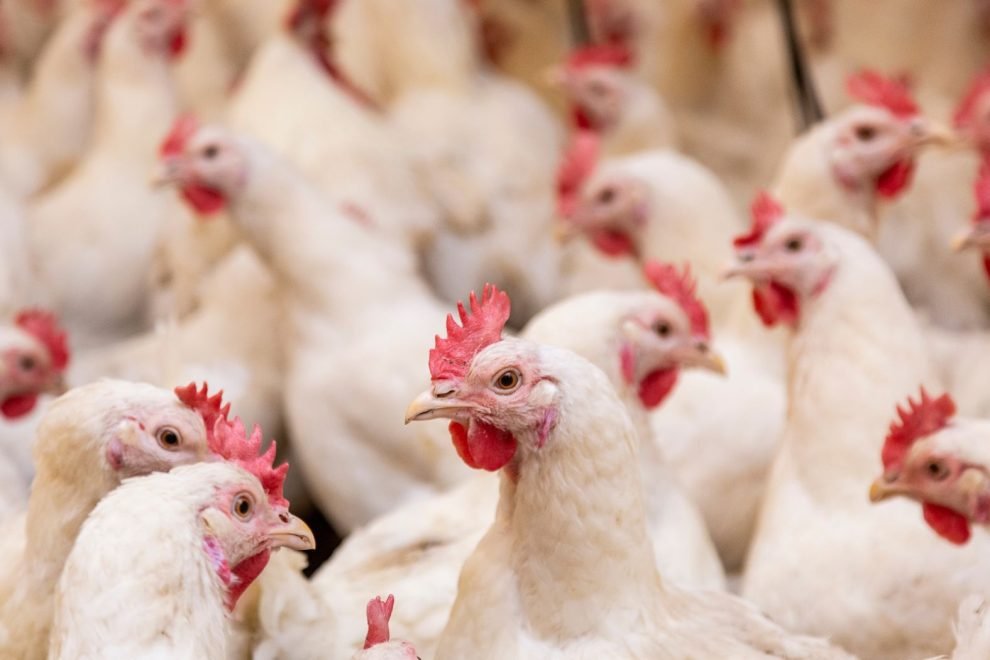 china-comenta-sobre-possivel-retomada-das-importacoes-de-frango-do-brasil