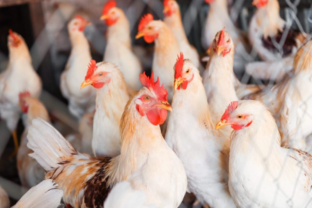 china-encerra-embargo-e-retoma-importacoes-de-frango-do-brasil