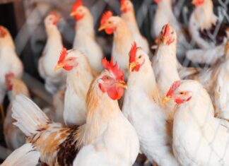 china-encerra-embargo-e-retoma-importacoes-de-frango-do-brasil