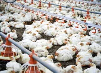 China encerra embargo ao frango brasileiro após caso de gripe aviária china-encerra-embargo-ao-frango-brasileiro-apos-caso-de-gripe-aviaria