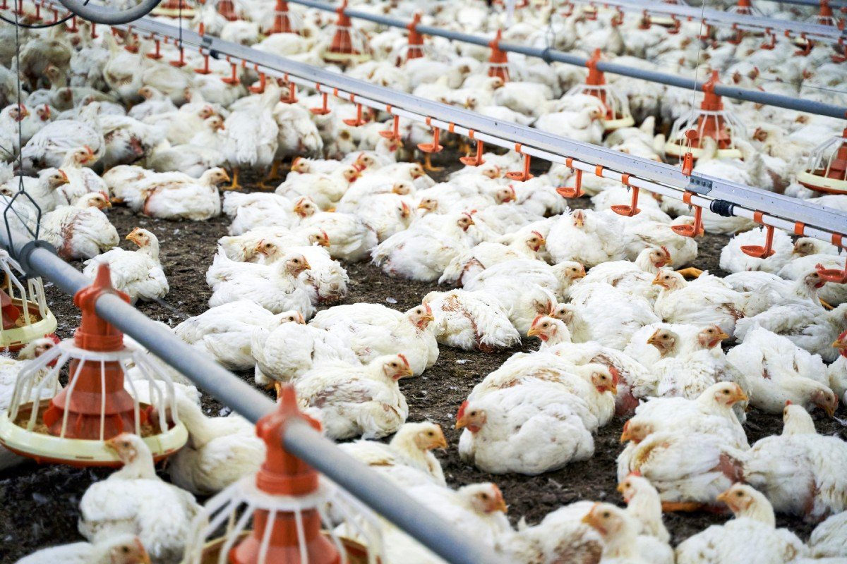 china-encerra-embargo-ao-frango-brasileiro-apos-caso-de-gripe-aviaria