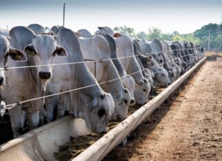 cota-da-china-para-carne-bovina-deve-reorientar-producao-no-brasil