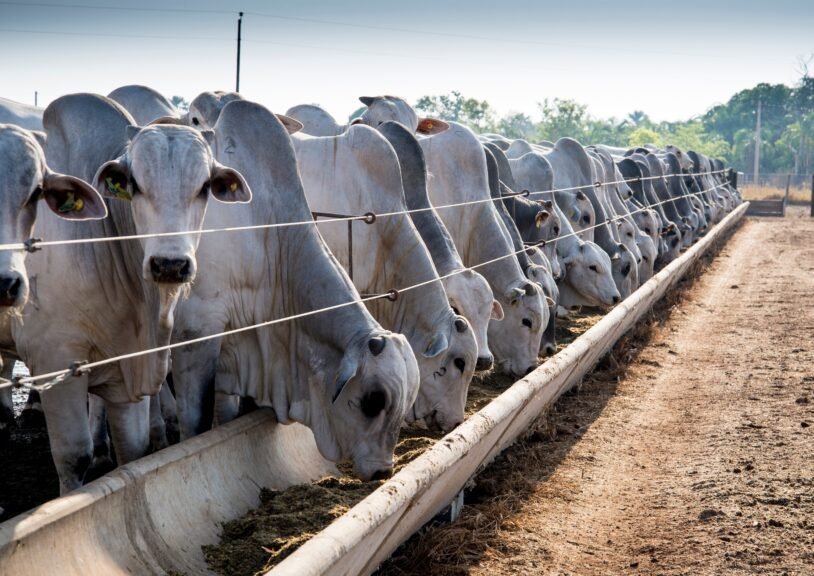 cota-da-china-para-carne-bovina-deve-reorientar-producao-no-brasil