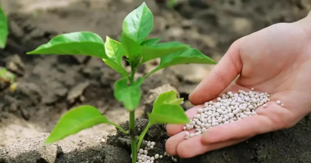 restricoes-chinesas-a-exportacao-de-fertilizantes-acendem-alerta-no-agronegocio-brasileiro