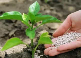 Restrições Chinesas à Exportação de Fertilizantes Acendem Alerta no Agronegócio Brasileiro restricoes-chinesas-a-exportacao-de-fertilizantes-acendem-alerta-no-agronegocio-brasileiro